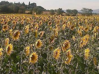 Paradiso Asciano